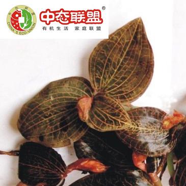 Ұ��������100��